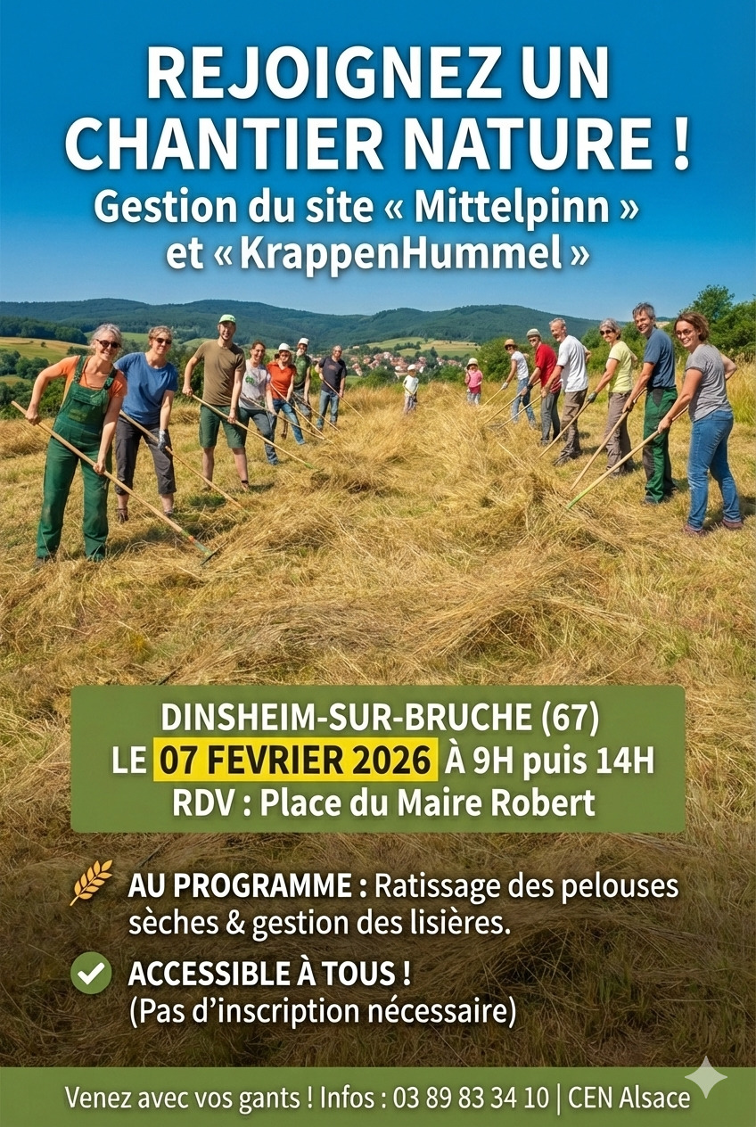 Chantier nature au Krappenhummel et Mittelpinn