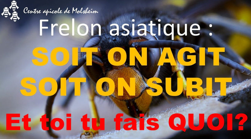Ensemble, luttons contre le frelon asiatique !