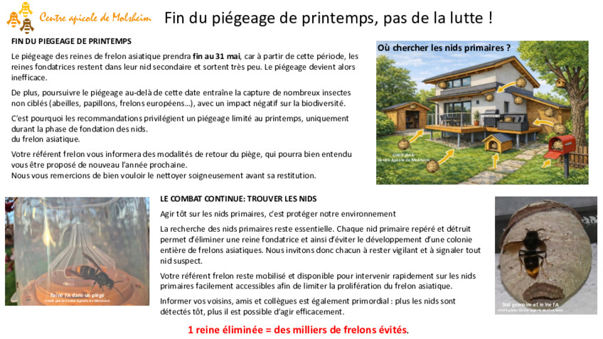 La lutte contre le frelon asiatique continue